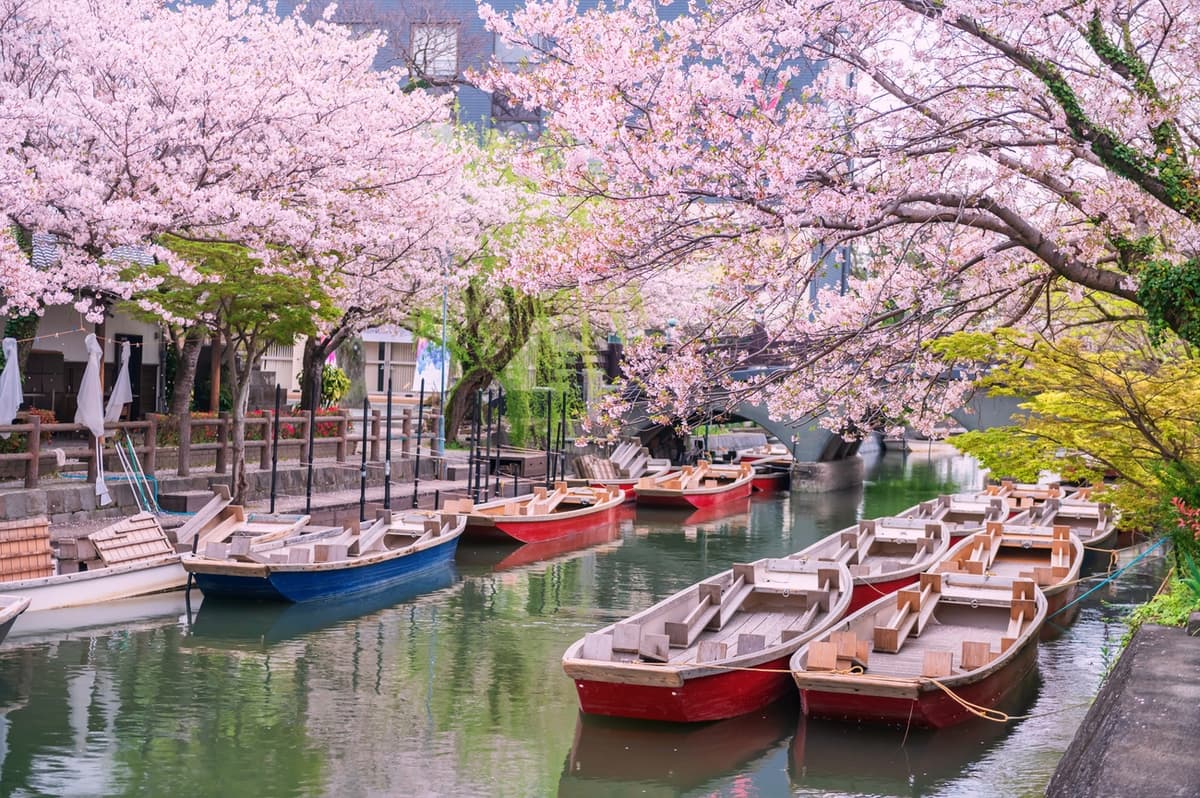 Cherry blossoms over canal boats in Yanagawa, Fukuoka